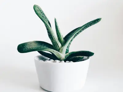 PG模拟器